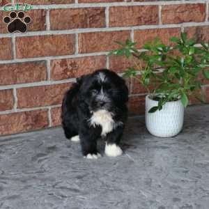 Patches, Havanese Puppy