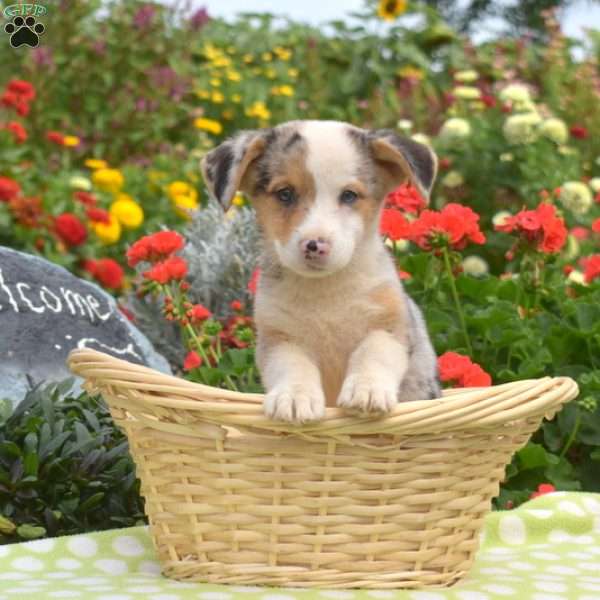 Patches, Pembroke Welsh Corgi Puppy