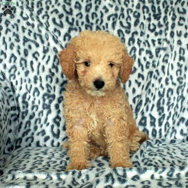 Patches, Miniature Poodle Puppy