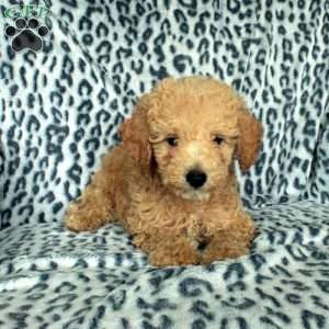 Patches, Miniature Poodle Puppy