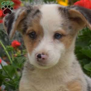 Patches, Pembroke Welsh Corgi Puppy