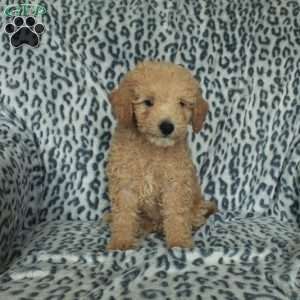 Patches, Miniature Poodle Puppy
