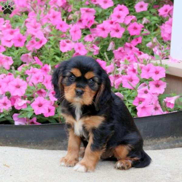 Patrick, Cavalier King Charles Spaniel Puppy