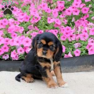 Patrick, Cavalier King Charles Spaniel Puppy