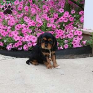Patrick, Cavalier King Charles Spaniel Puppy
