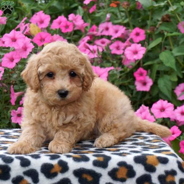 Patsy, Maltipoo Puppy