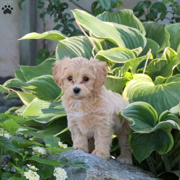 Patton, Maltipoo Puppy