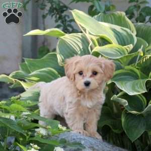 Patton, Maltipoo Puppy