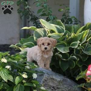 Patton, Maltipoo Puppy