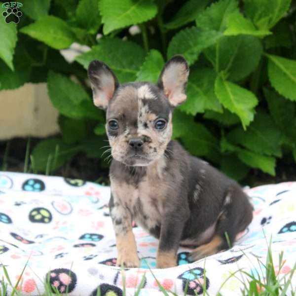 Paul, French Bulldog Puppy