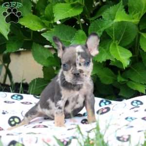 Paul, French Bulldog Puppy
