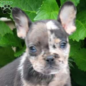 Paul, French Bulldog Puppy