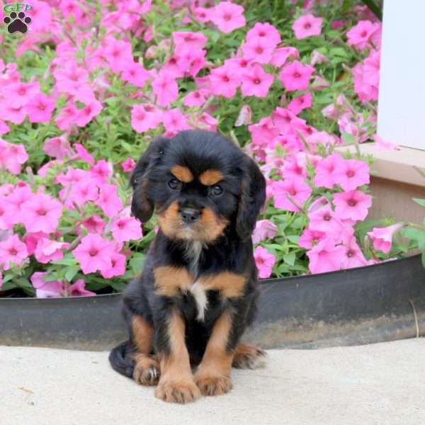 Paula, Cavalier King Charles Spaniel Puppy