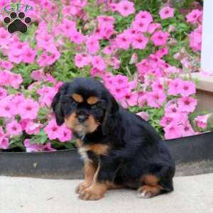 Paula, Cavalier King Charles Spaniel Puppy