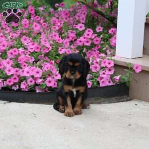 Paula, Cavalier King Charles Spaniel Puppy