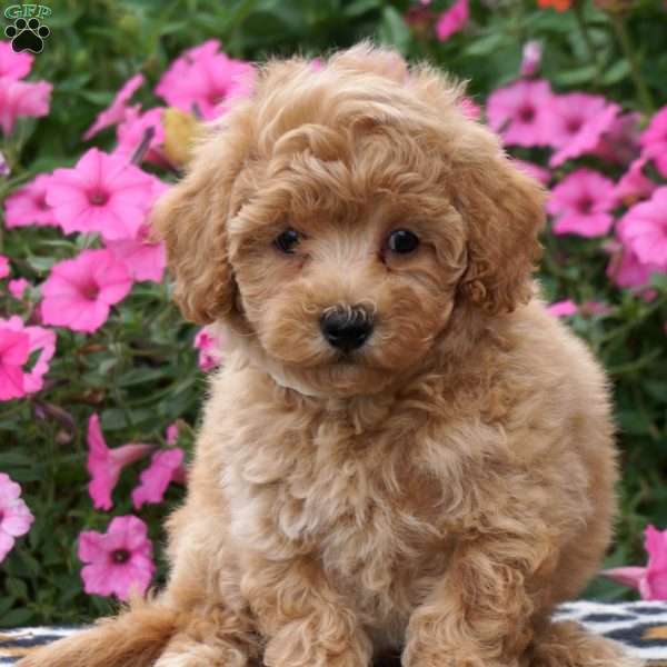 Paula, Maltipoo Puppy