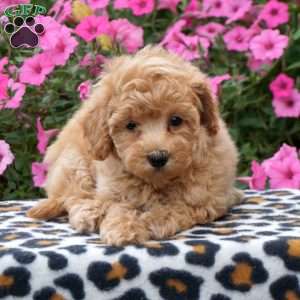 Paula, Maltipoo Puppy