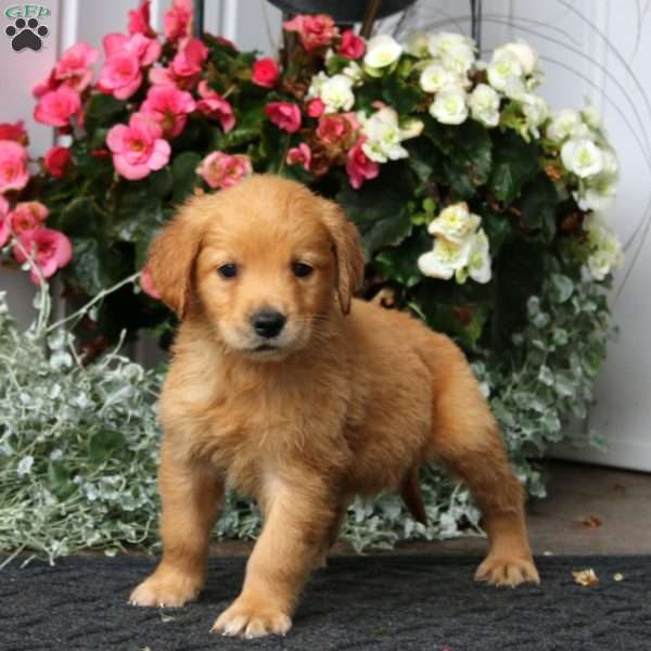 Pax, Golden Retriever Puppy