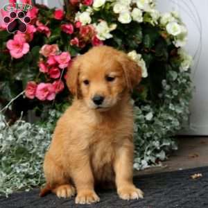 Pax, Golden Retriever Puppy