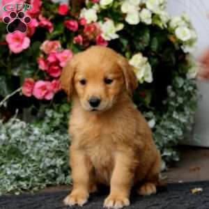Pax, Golden Retriever Puppy