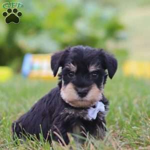 Paxton, Miniature Schnauzer Puppy