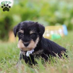 Paxton, Miniature Schnauzer Puppy