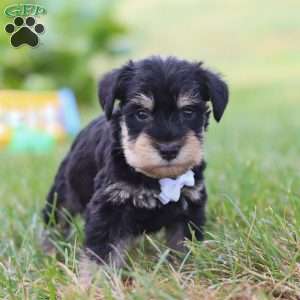 Paxton, Miniature Schnauzer Puppy