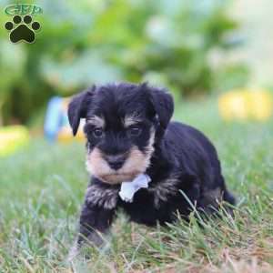 Paxton, Miniature Schnauzer Puppy
