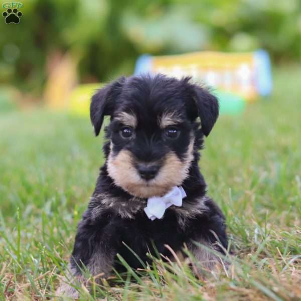 Paxton, Miniature Schnauzer Puppy