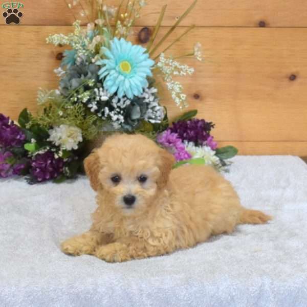 Peach, Maltipoo Puppy