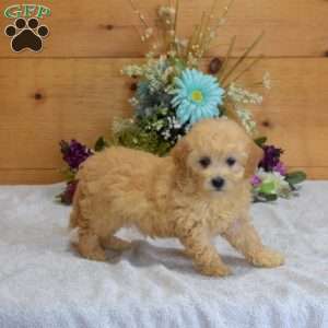 Peach, Maltipoo Puppy