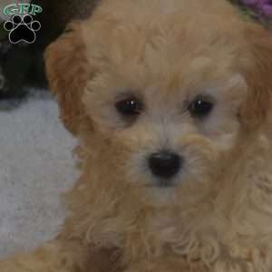 Peach, Maltipoo Puppy