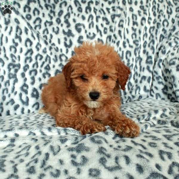 Peaches, Miniature Poodle Puppy