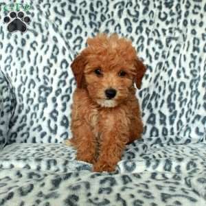 Peaches, Miniature Poodle Puppy