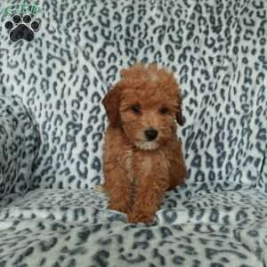 Peaches, Miniature Poodle Puppy