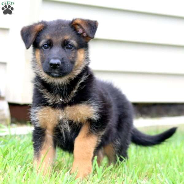 Peaches, German Shepherd Puppy