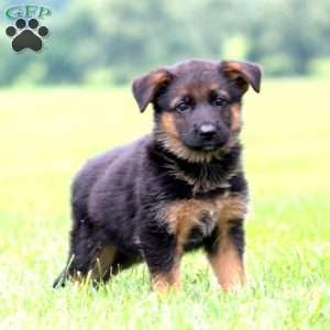 Peaches, German Shepherd Puppy