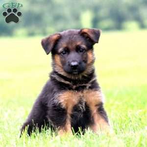 Peaches, German Shepherd Puppy