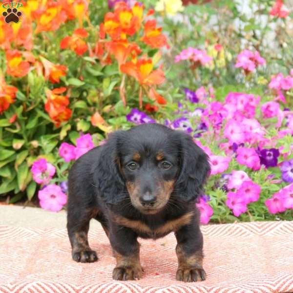Peanut Butter Cup-Mini, Dachshund Puppy