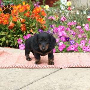 Peanut Butter Cup-Mini, Dachshund Puppy