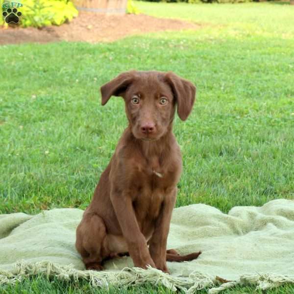Peanut Butter, Labrador Mix Puppy