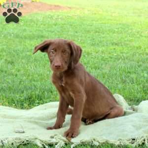 Peanut Butter, Labrador Mix Puppy