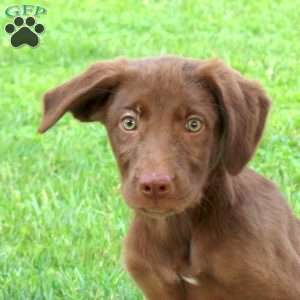 Peanut Butter, Labrador Mix Puppy