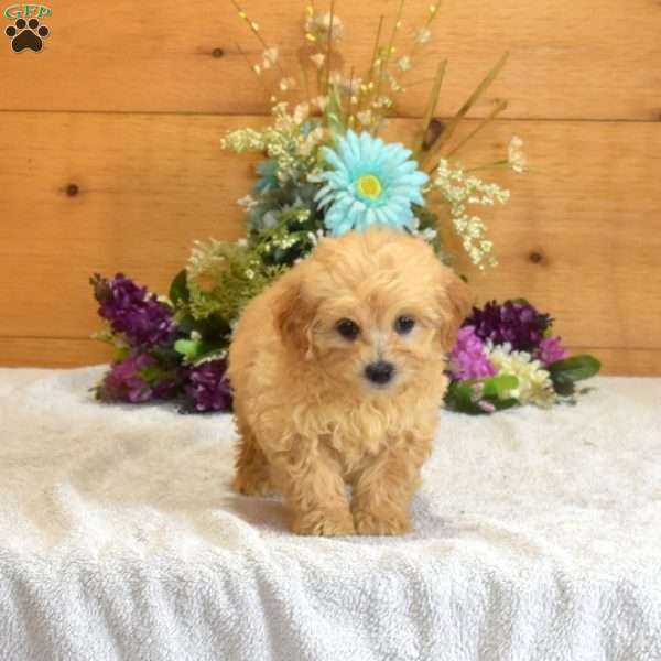 Peanut, Maltipoo Puppy