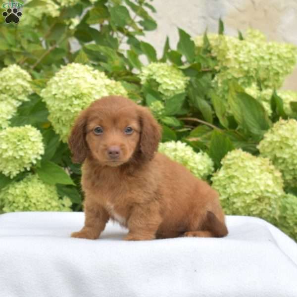 Peanut – Mini, Dachshund Puppy