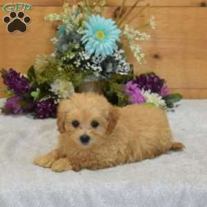 Peanut, Maltipoo Puppy
