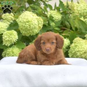 Peanut – Mini, Dachshund Puppy
