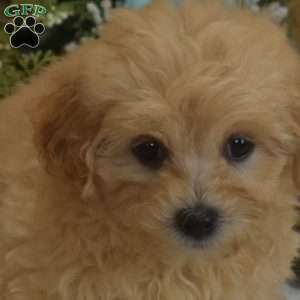 Peanut, Maltipoo Puppy