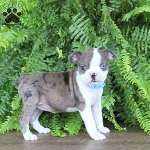 Pearl, Boston Terrier Puppy