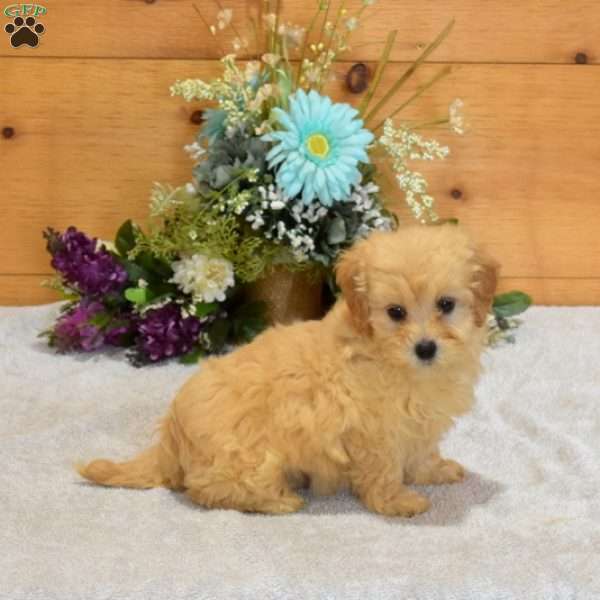 Pearl, Maltipoo Puppy